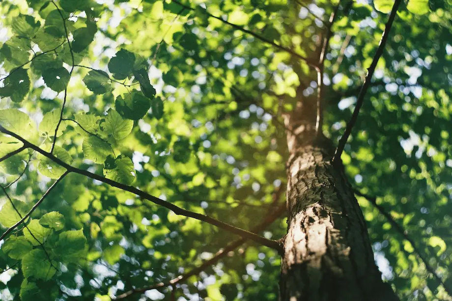 GREEN LEAVES ON TREE