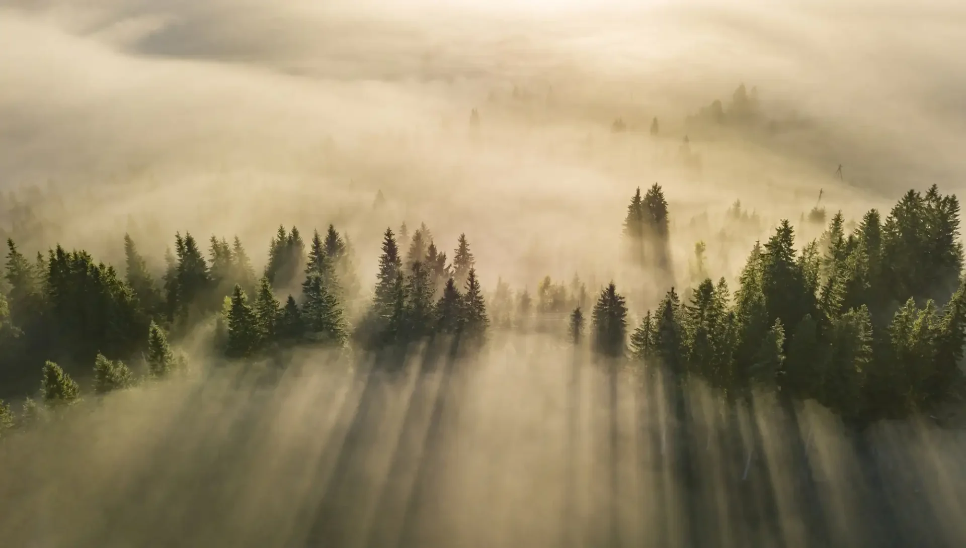 Trees Bursting Through Clouds