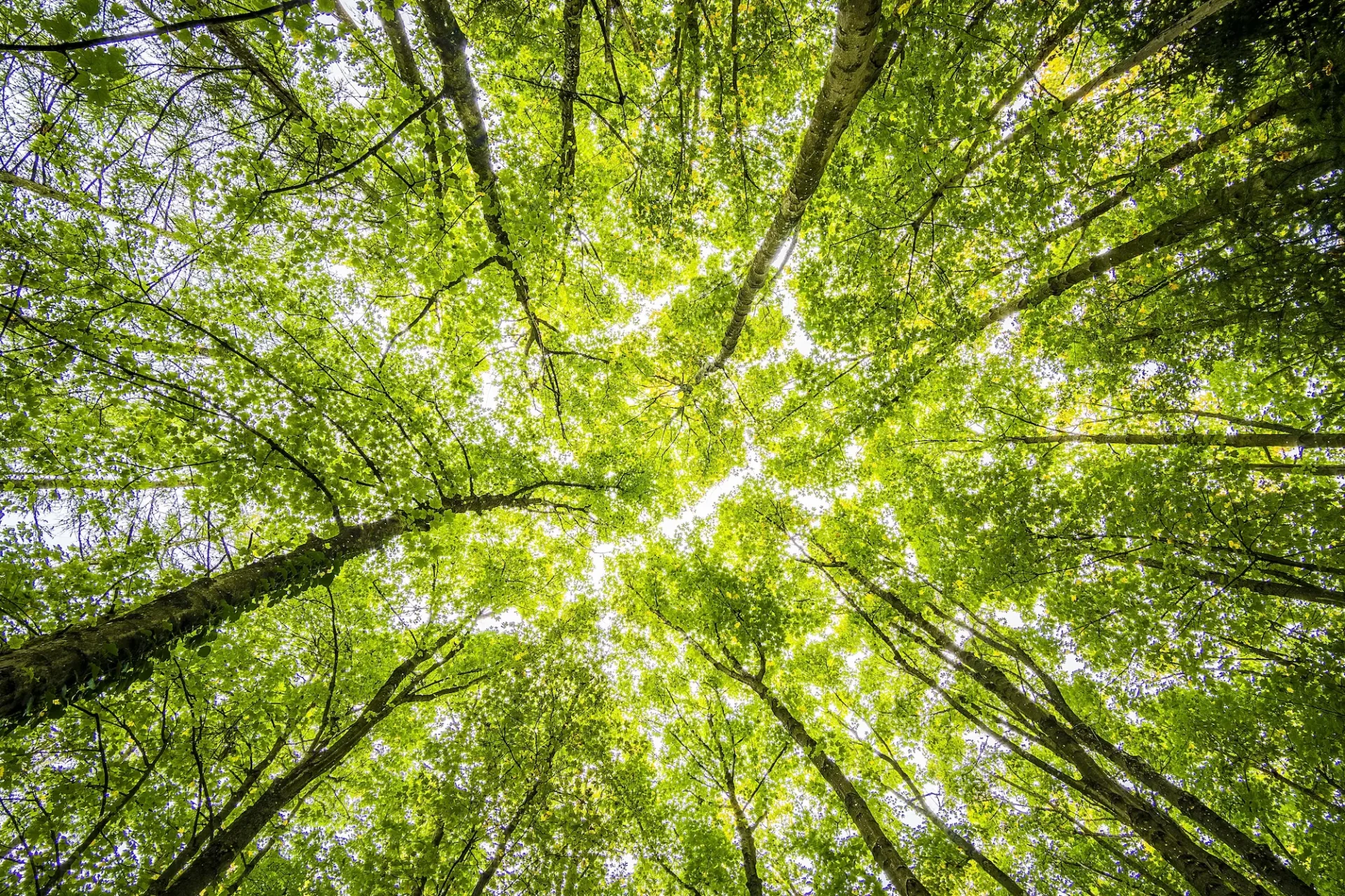 cluster of trees